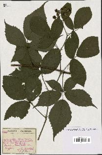 spécimen de Rubus sp.