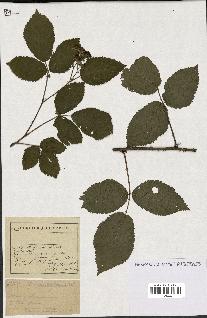 spécimen de Rubus sp.