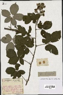 spécimen de Rubus sp.