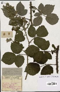 spécimen de Rubus sp.