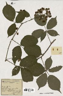 spécimen de Rubus questieri x ulmifolius