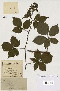 spécimen de Rubus sp.