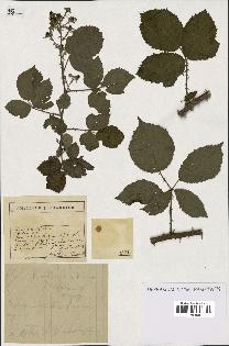spécimen de Rubus sp.