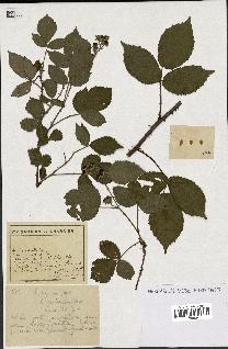 spécimen de Rubus sp.