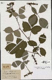 spécimen de Rubus vulnerificus