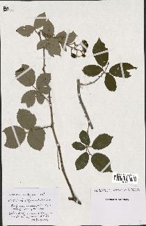 spécimen de Rubus striatus