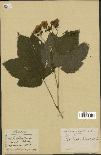 spécimen de Rubus odoratus