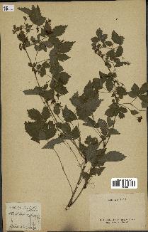 spécimen de Rubus trivialis