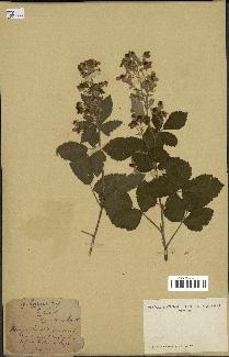 spécimen de Rubus tomentosus