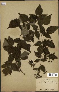 spécimen de Rubus strigosus