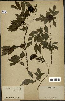 spécimen de Rubus rosifolius