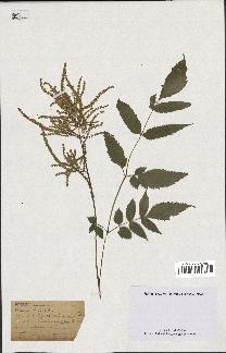 spécimen de Spiraea ulmaria