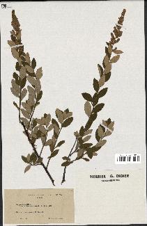 spécimen de Spiraea tomentosa