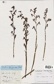 spécimen de Orchis longicornu