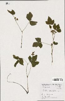 spécimen de Rubus saxatilis