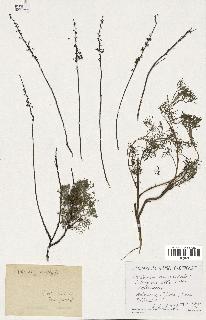 spécimen de Artemisia alba