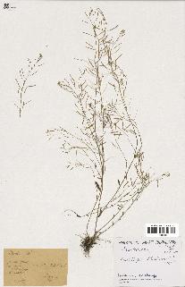 spécimen de Arabidopsis thaliana