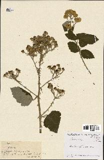 spécimen de Rubus sp.