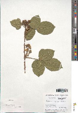 spécimen de Rubus sp.
