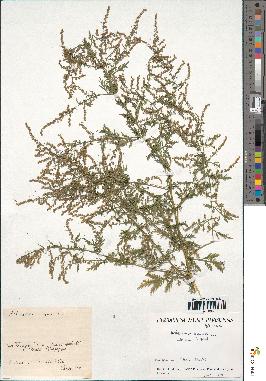 spécimen de Artemisia annua