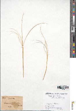 spécimen de Stipa pennata