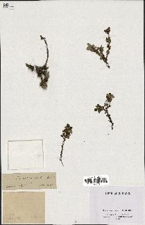 spécimen de Prunus prostrata