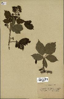 spécimen de Rubus vulgaris