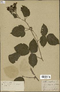 spécimen de Rubus sciaphilus