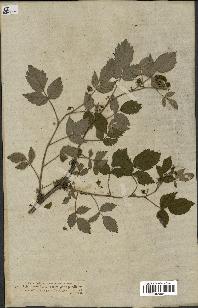 spécimen de Rubus idaeus