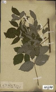 spécimen de Rubus idaeus