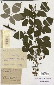 spécimen de Rubus ulmifolius