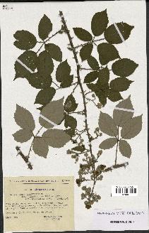 spécimen de Rubus ulmifolius