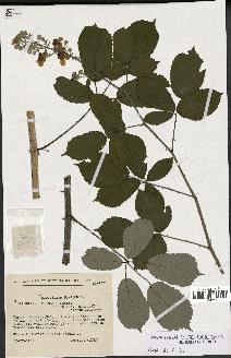 spécimen de Rubus ulmifolius