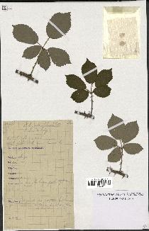 spécimen de Rubus ulmifolius