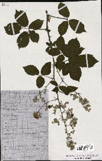 spécimen de Rubus ulmifolius