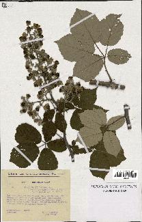 spécimen de Rubus ulmifolius