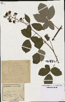 spécimen de Rubus ulmifolius