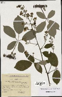 spécimen de Rubus ulmifolius