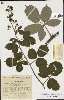 spécimen de Rubus ulmifolius