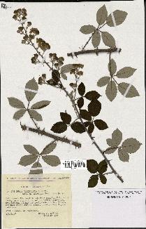 spécimen de Rubus ulmifolius