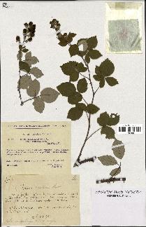 spécimen de Rubus ulmifolius