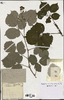 spécimen de Rubus ulmifolius