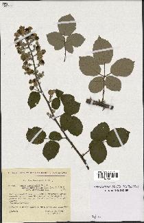 spécimen de Rubus ulmifolius