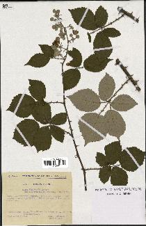 spécimen de Rubus ulmifolius