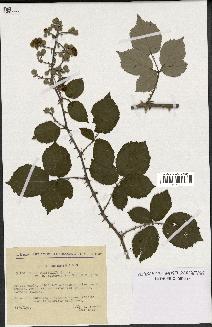 spécimen de Rubus ulmifolius
