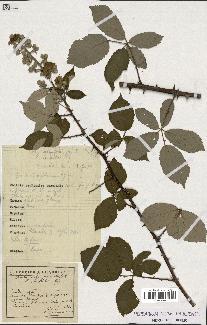 spécimen de Rubus ulmifolius