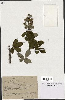 spécimen de Rubus ulmifolius