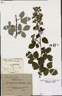 spécimen de Rubus ulmifolius