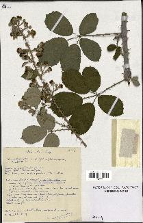 spécimen de Rubus ulmifolius