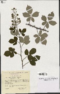 spécimen de Rubus ulmifolius